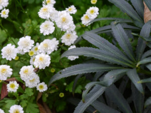 Das dunkle Laub der Helleborus hebt sich wunderbar vom weißen gefüllten Mutterkraut ab im weißen Senkgarten des Landhausgartens Hantelmann