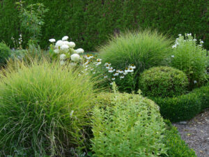Buxus, Penisetum, Hydrangea 'Annabelle', Echinacea purpurea 'Alba' im weißen Senkgarten  im Landhausgarten Hantelmann