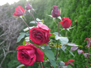 Rosen zum Schneiden im Landhausgarten Hantelmann