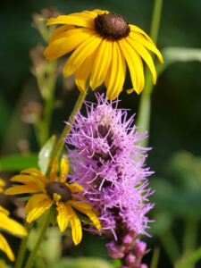 Rudbeckia fulgida, Sonnenhut und Liatris spicata, Prachtscharte im Pflückgarten des Landhausgartens Hantelmann