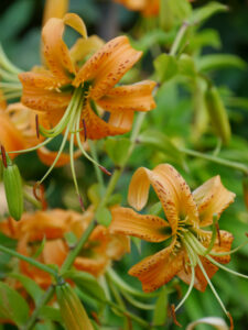 Der Oranje-Garten im Landhausgarten Hantelmann