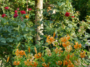 Der Oranje-Garten im Landhausgarten Hantelmann