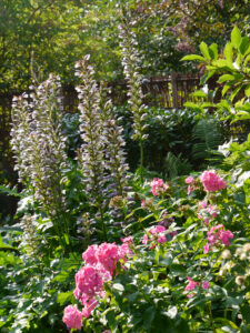 Akanthus hinter rosa Phloxblüten im Landhausgarten Hantelmann
