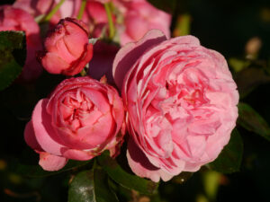 Rosenparadies im Landhausgarten Hantelmann