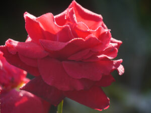 Rosenparadies im Landhausgarten Hantelmann