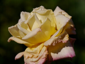 Rosenparadies im Landhausgarten Hantelmann