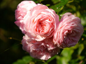 Rosenparadies im Landhausgarten Hantelmann
