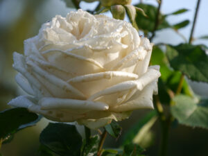Rosenparadies im Landhausgarten Hantelmann