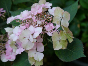 Tellerhortensie im Landhausgarten Hantelmann