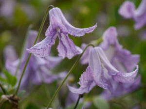 Clematis viticella 'Betty  Corning' im Landhausgarten Hantelmann