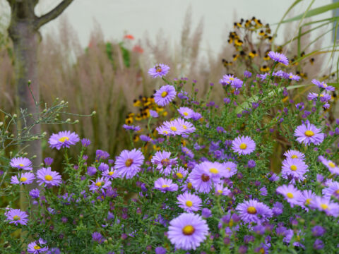 Herbstgarten Pecoraro-Schneider Anfang Oktober 2018