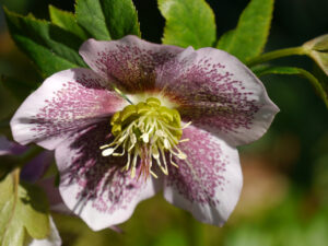 Helleborus x hybridus 'Schmetterling', Lenzrose, Bachhügel, Wurzerlsgarten