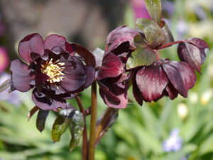 Helleborus x hybridus 'Cerise', dunkle, halbgefüllte Lenzrose, Wurzerlsgarten