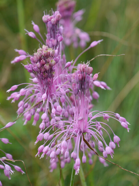 Allium carinatum ssp. pulchellum in Wurzerlsgarten