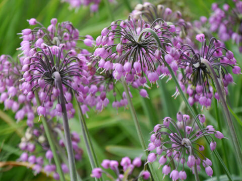 Allium cernuum, der nickende Lauch Wurzerlsgarten