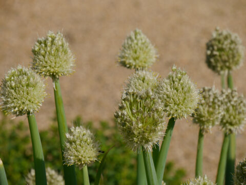 Allium fistulosum, Lauchzwiebel Wurzerlsgarten