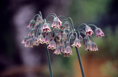 Allium siculum, Sizilianischer Honiglauch, (Syn. Nectaroscordum siculum) in Wurzerlsgarten