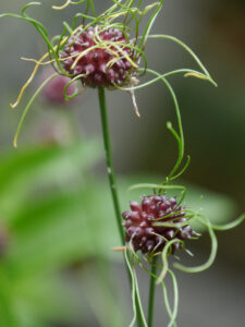Allium vineale und Allium vienale 'Hair' im Vergleich