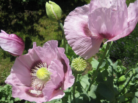 Papaver - gute Nacht Schlafmohn