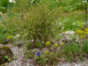 Larix decidua, Europäische Lärche, Steingarten, Wurzerlsgarten