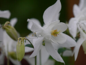 Aquilegia caerulea, namenlose Sämlinge in Wurzerlsgarten