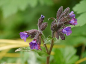 Das Lungenkraut, Pulmonaria x hybrida, in Wurzerlsgarten