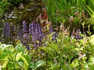 Geum rivale, Bachnelkenwurz, Ajuga reptans 'Atropurpurea' dunkler Günsel, in Wurzerlsgarten