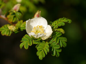 Rosa omeiensis var. pteracantha, Stacheldrahtrose in Wurzerlsgarten