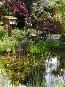 Blick über den Teich zum Insektenhotel, dem Rosenrondell und der Rhododendronsenke in Wurzerlsgarten
