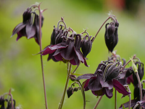 Aquilegia atrata, Schwarzviolette Akelei, Wurzerlsgarten