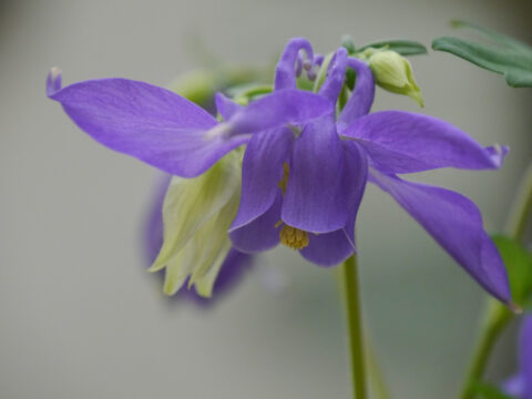 Aquilegia alpina L. Alpen-Akelei, Elfenschuh in Wurzerlsgarten