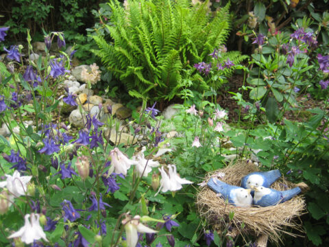 Aquilegia vulgaris in Wurzerlsgarten