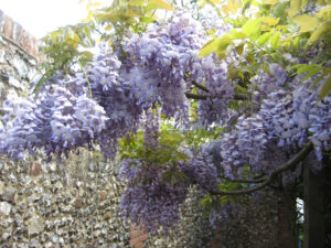 120 Jahre alte Wisteria in Greys Court