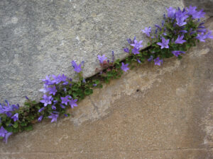 Campanula auf der Südterrasse von Cliveden