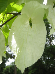 Davidia involucrata, Taschentuchbaum, Cliveden