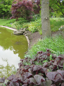 The Water Garden, der Wassergarten von Cliveden