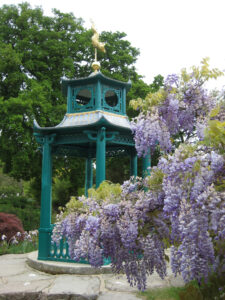 chinesische Pagode und Wisteria sinensis im Wassergarten Cliveden