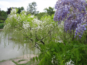 Wisteria sinensis im Wassergarten Cliveden