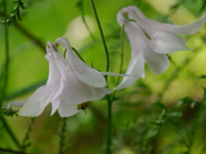 Aquilegia vulgaris 'Alba', Wurzerlsgarten