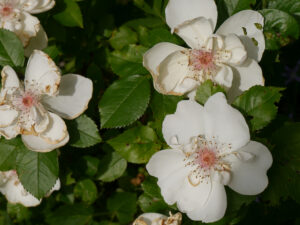 Rosa 'Jacqueline du Pré mit Sonnenbrand in Wurzerlsgarten