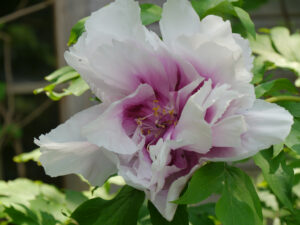 Paeonia suffruticosa Sämling in Wurzerlsgarten
