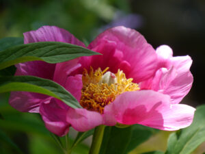 Paeonia officinalis in Wurzerlsgarten