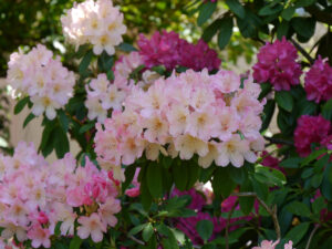 Rhododendronblüte in Wurzerlsgarten