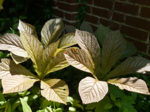 die kastanienblättrige Rodgersia in Wurzerlsgarten