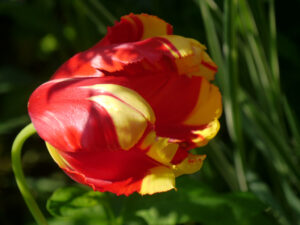 rotgelbe Papageientulpe in Wurzerlsgarten
