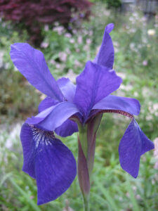sibirische Schwertlilie, Iris sibirica in Wurzerlsgarten