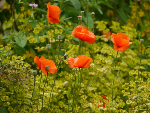 Klatschmohn und Euphorbie in Wurzerlsgarten