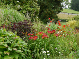 Hemerocallis, Verbascum,Lysimachia ciliata `Firecracker'  Sanguisorba officinalis 'Pink Tanna',Sanguisorba 'Scapino',  Wiesenknopf, Insel Mainau