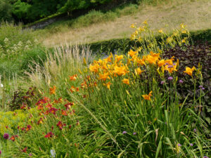 Hemerocallis 'Berliner Zimtstaub', Calamagrostis, 