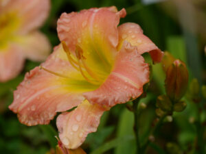 Hemerocallis 'Uerdinger Charme', Insel Mainau, (Kaiser 2008) DIP 102/12,5 DOR, lachs-pink, Schlund gelb-gruen, 4*, 40 Bl., Duft, gesunde, robuste, remontierende Züchtung aus Deutschland